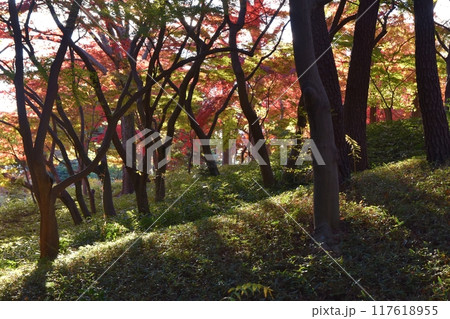 紅葉の美しい殿ヶ谷戸庭園 東京 紅葉の美しい殿ヶ谷戸庭園 東京 117618955