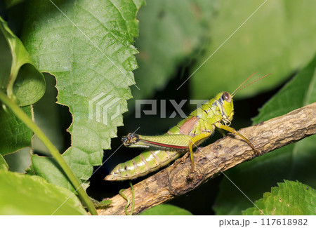木の枝に静止するヤマトフキバッタ(自然光+ストロボ・マクロ接写) 木の枝に静止するヤマトフキバッタ(自然光+ストロボ・マクロ接写) 117618982
