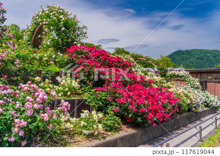 【山梨県】 満開のバラが美しい　富士川クラフトパーク・バラ園 117619044
