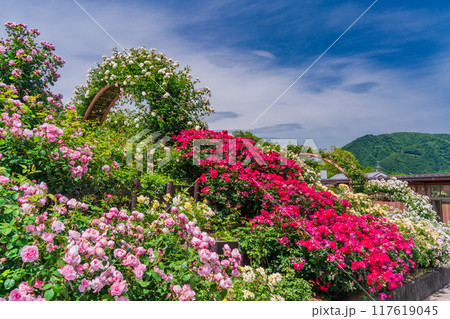 【山梨県】 満開のバラが美しい　富士川クラフトパーク・バラ園 117619045