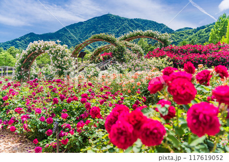 【山梨県】 満開のバラが美しい 富士川クラフトパーク・バラ園 【山梨県】 満開のバラが美しい 富士川クラフトパーク・バラ園 117619052