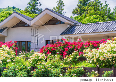【山梨県】 満開のバラが美しい 富士川クラフトパーク・バラ園 【山梨県】 満開のバラが美しい 富士川クラフトパーク・バラ園 117619054