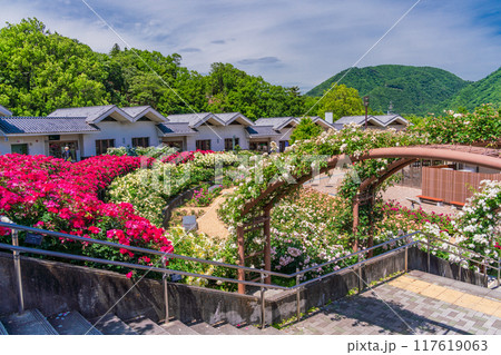 【山梨県】 満開のバラが美しい　富士川クラフトパーク・バラ園 117619063
