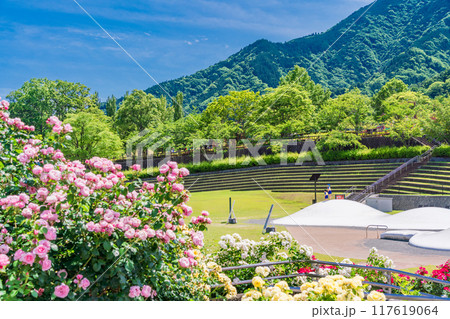 【山梨県】 満開のバラが美しい　富士川クラフトパーク・バラ園 117619064