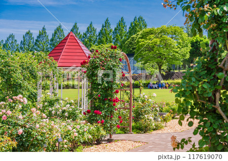 【山梨県】 満開のバラが美しい　富士川クラフトパーク・バラ園 117619070