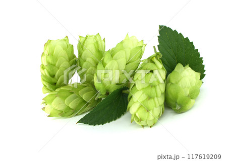 Green hops cones with fresh leaves isolated on white background 117619209