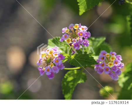 道端に咲くランタナの花 道端に咲くランタナの花 117619314