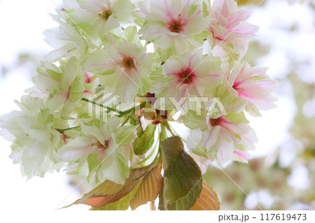 満開の八重桜（鬱金）のクローズアップ 【白背景】 【空背景】 117619473