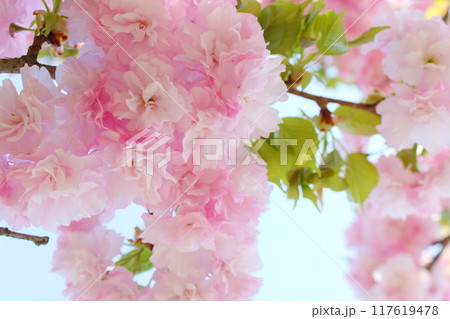 満開の八重桜(八重紅虎の尾)のクローズアップ 【青空背景】 満開の八重桜(八重紅虎の尾)のクローズアップ 【青空背景】 117619478