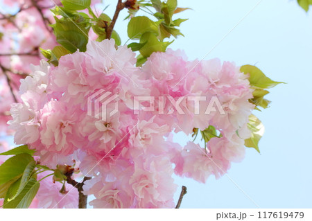 満開の八重桜（八重紅虎の尾）のクローズアップ 【青空背景】 117619479