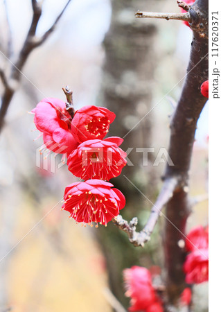 早春に咲く鮮やかで美しい花紅梅 117620371