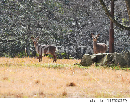 公園にいた野生の鹿の家族に遭遇 公園にいた野生の鹿の家族に遭遇 117620379