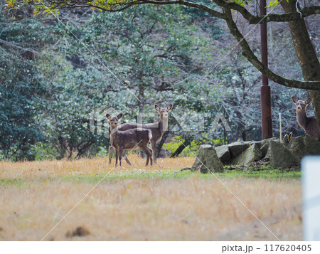 公園にいた野生の鹿の家族 公園にいた野生の鹿の家族 117620405
