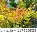 浅間温泉・大音寺山の紅葉し始めの木々 117620533