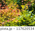 浅間温泉・大音寺山の初秋の紅葉 117620534