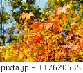 浅間温泉・大音寺山の鮮やかな初秋の紅葉 117620535