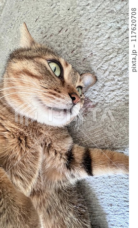 【保護猫】暑い日に絨毯に寝転んで可愛いしぐさをする4歳のキジトラ猫 117620708