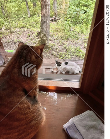 ログハウスの窓辺でウッドデッキに来た野良猫を見るキジトラ猫 ログハウスの窓辺でウッドデッキに来た野良猫を見るキジトラ猫 117620709