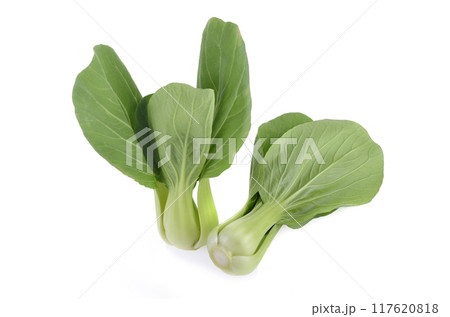 Bok choy (chinese cabbage) isolated on white background 117620818