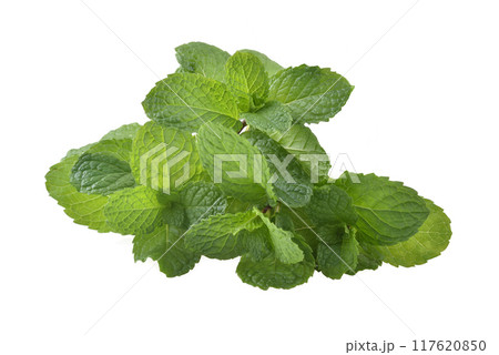 Fresh mint leaves, isolated on white background 117620850