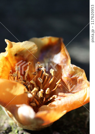 晩春の木洩れ日に照らされる地に落ち朽ちていくヤブツバキの花（自然光マクロ接写） 117620953