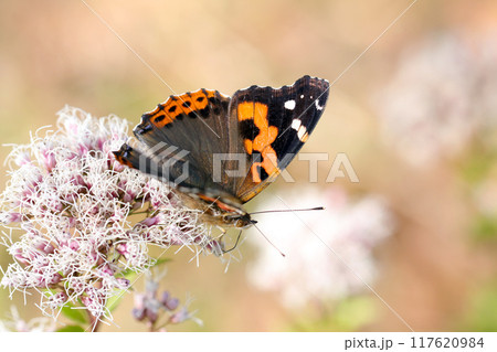 フジバカマの花から吸蜜する情熱的な黒に赤橙色の羽を広げたアカタテハ蝶(自然光・マクロレンズ接写) フジバカマの花から吸蜜する情熱的な黒に赤橙色の羽を広げたアカタテハ蝶(自然光・マクロレンズ接写) 117620984