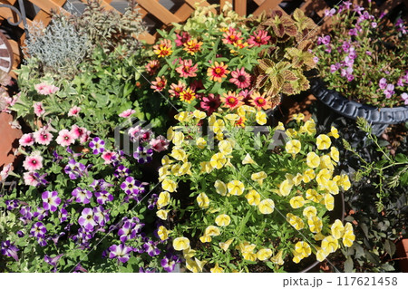 カラフルな花の寄せ植え&寄せ鉢 カラフルな花の寄せ植え&寄せ鉢 117621458