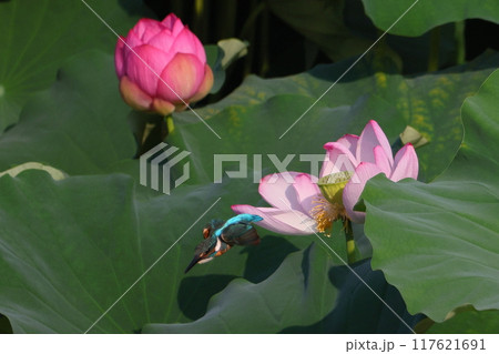 埼玉県比企郡川島町下八ツ林平成の森公園　蓮池の古代ハスの中を飛ぶカワセミ 117621691