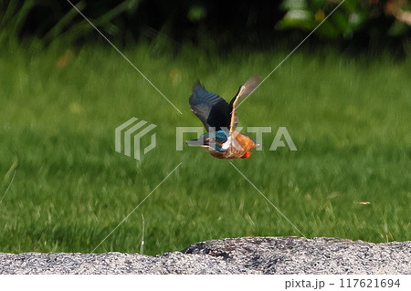 埼玉県比企郡川島町下八ツ林平成の森公園　蓮池の古代ハスの中を飛ぶカワセミ 117621694