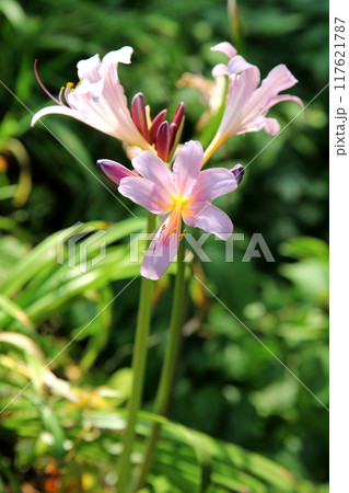 ピンク色の夏水仙の花 117621787