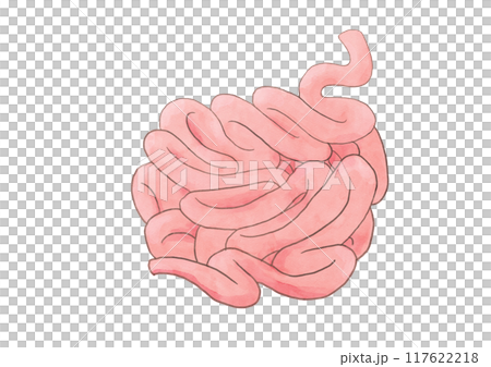 消化系統、小腸的解剖學和生理學 消化系統、小腸的解剖學和生理學 117622218