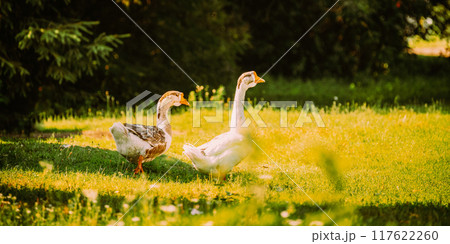 Geese Goose Walking Outdoors In Summer Day. 117622260