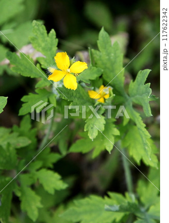 クサノオウの黄色い花 クサノオウの黄色い花 117622342