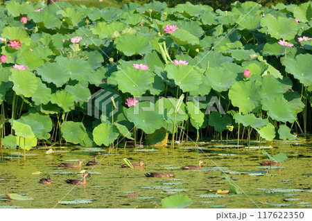 埼玉県比企郡川島町下八ツ林　平成の森公園蓮池の古代ハスの花群生とカルガモの群れ 117622350