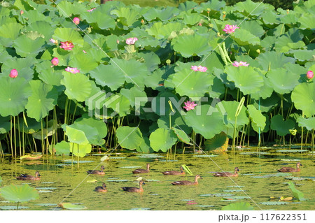 埼玉県比企郡川島町下八ツ林　平成の森公園蓮池の古代ハスの花群生とカルガモの群れ 117622351