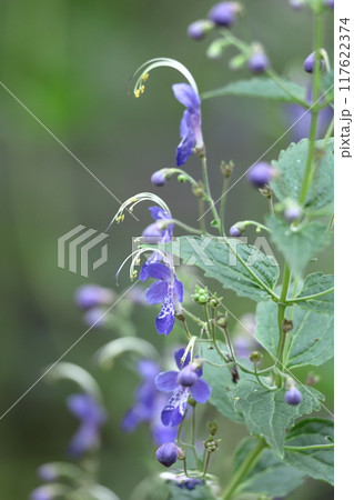 帆掛け船を連想する花 帆掛け船を連想する花 117622374