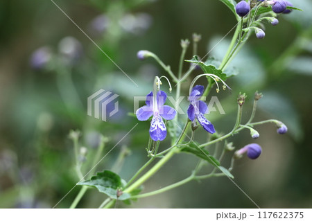 帆掛け船を連想する花 帆掛け船を連想する花 117622375