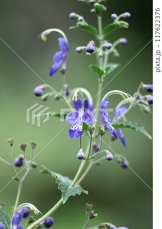 帆掛け船を連想する花 帆掛け船を連想する花 117622376