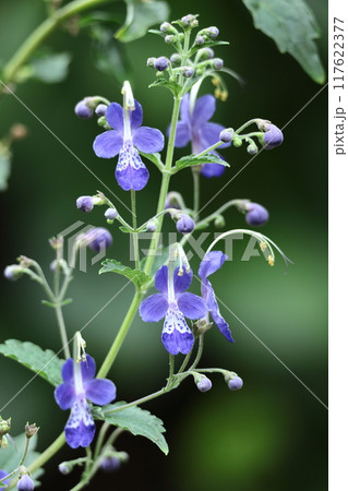 帆掛け船を連想する花 117622377