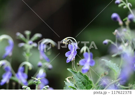 帆掛け船を連想する花 117622378