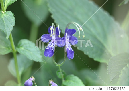 帆掛け船を連想する花 117622382