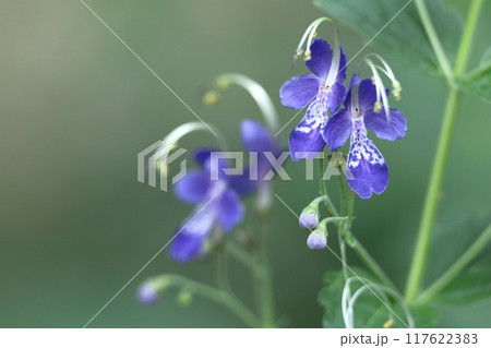 帆掛け船を連想する花 帆掛け船を連想する花 117622383