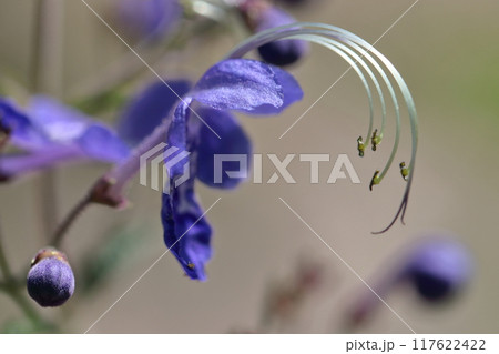 帆掛け船を連想する花 帆掛け船を連想する花 117622422
