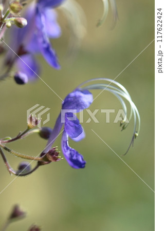 帆掛け船を連想する花 帆掛け船を連想する花 117622424