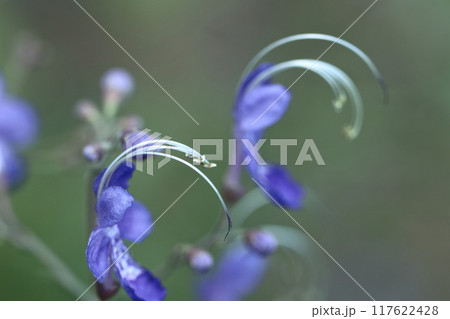 帆掛け船を連想する花 117622428