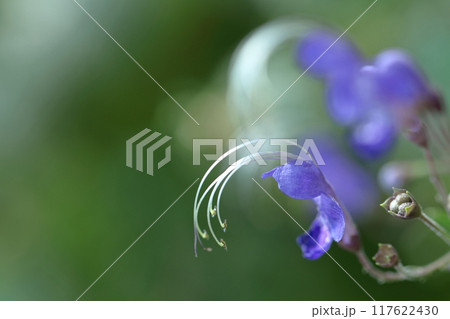 帆掛け船を連想する花 117622430