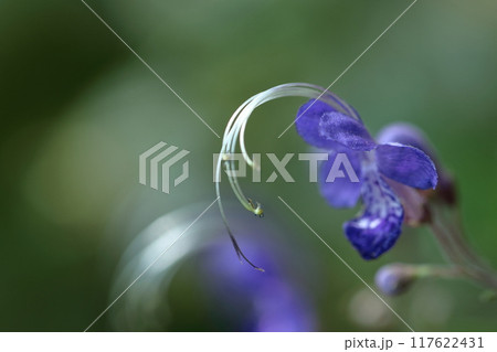 帆掛け船を連想する花 117622431