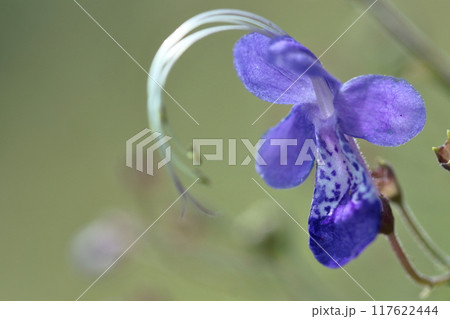 帆掛け船を連想する花 帆掛け船を連想する花 117622444