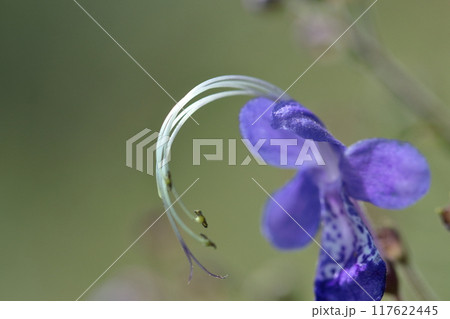 帆掛け船を連想する花 帆掛け船を連想する花 117622445