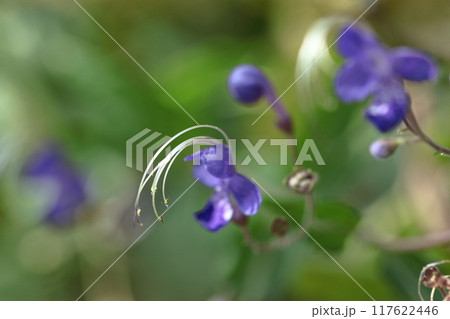 帆掛け船を連想する花 117622446